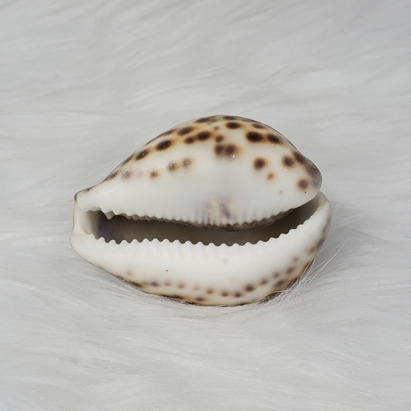 PEPPERLONELY 1PC Tiger Cowrie Sea Shells, 100% Genuine Natural Seashell‎ - Picture 4 of 8
